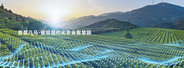 助力茶农增收致富 八马茶业为乡村振兴贡献力量——智能农业管理驱动茶产业升级